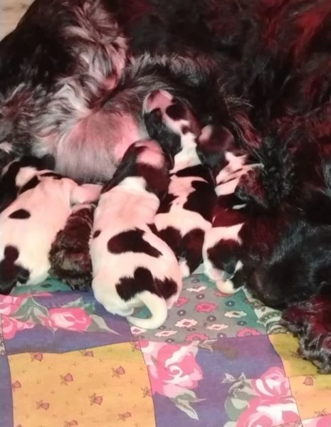 Cucciolata Cocker spaniel inglese Blu roani