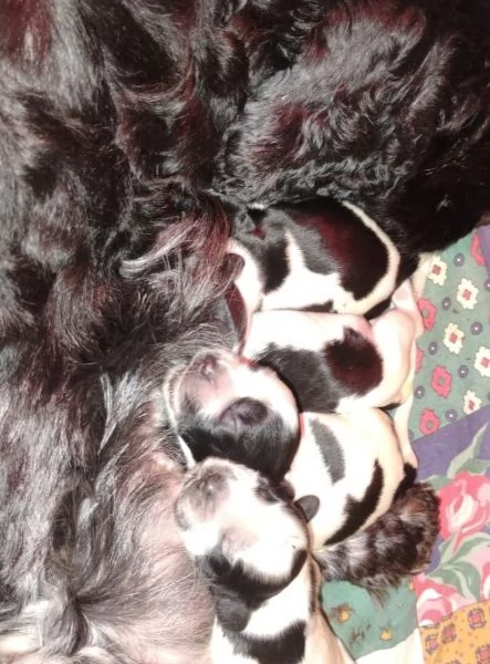 Cucciolata Cocker spaniel inglese Blu roani | Foto 6