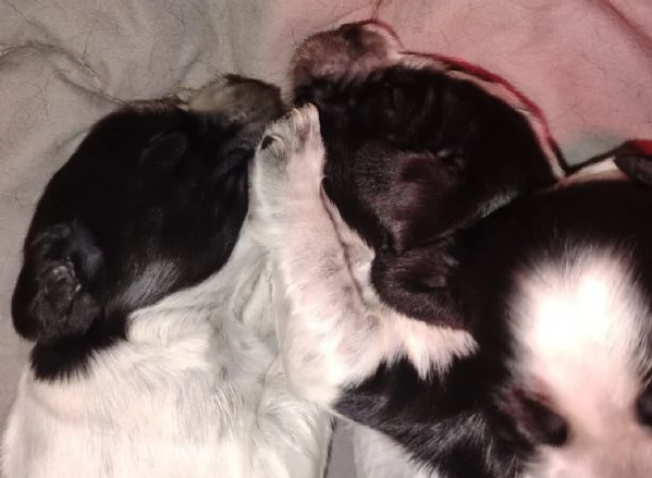 Cucciolata Cocker spaniel inglese Blu roani | Foto 5