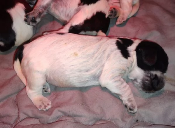 Cucciolata Cocker spaniel inglese Blu roani | Foto 4