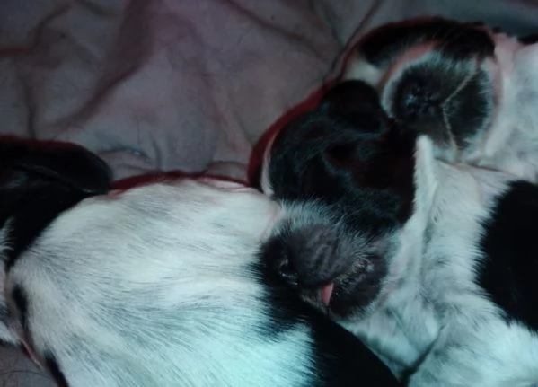 Cucciolata Cocker spaniel inglese Blu roani | Foto 3