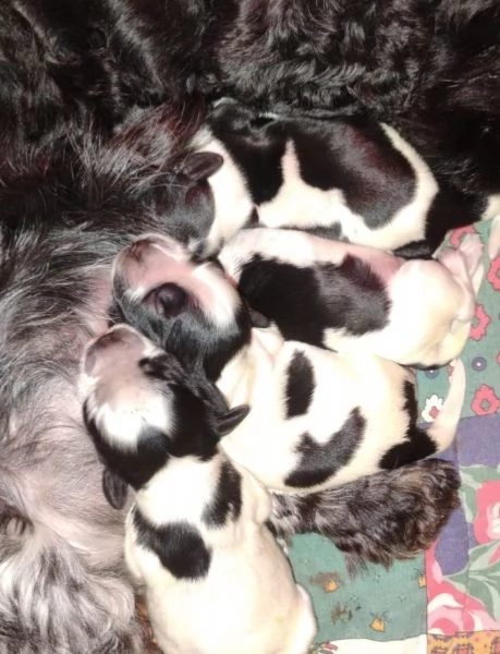 Cucciolata Cocker spaniel inglese Blu roani | Foto 2