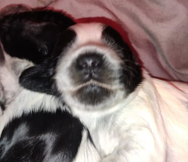 Cucciolata Cocker spaniel inglese Blu roani | Foto 1