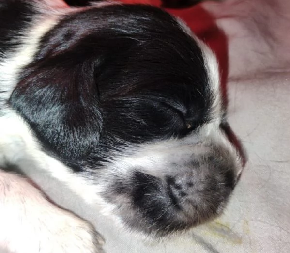 Cucciolata Cocker spaniel inglese Blu roani | Foto 0