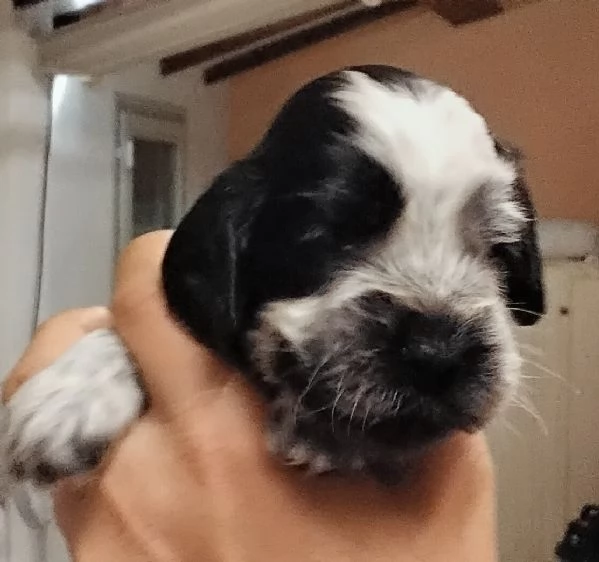 Cucciolo Cocker Spaniel Inglese Blu Roano  | Foto 3
