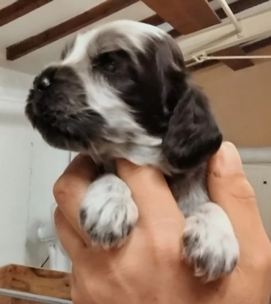 Cucciolo Cocker Spaniel Inglese Blu Roano  | Foto 2