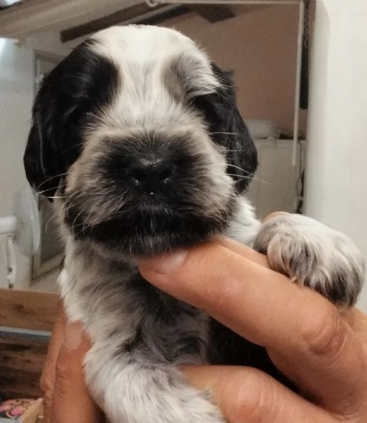Cucciolo Cocker Spaniel Inglese Blu Roano  | Foto 1