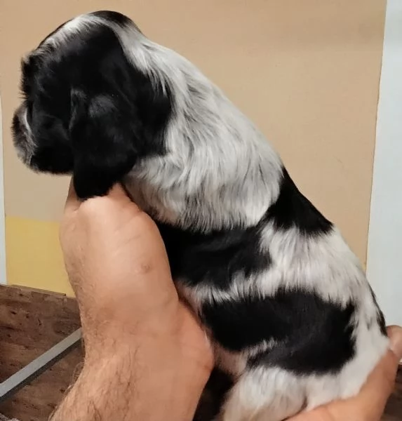 Cocker Spaniel Inglese Blu Roano cucciolo  | Foto 5