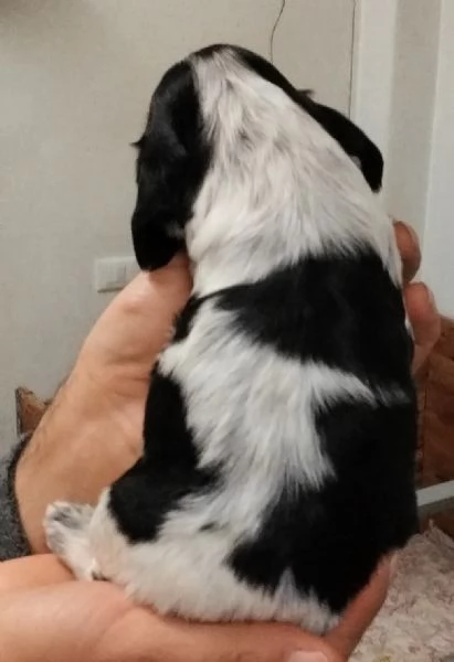 Cocker Spaniel Inglese Blu Roano cucciolo  | Foto 4