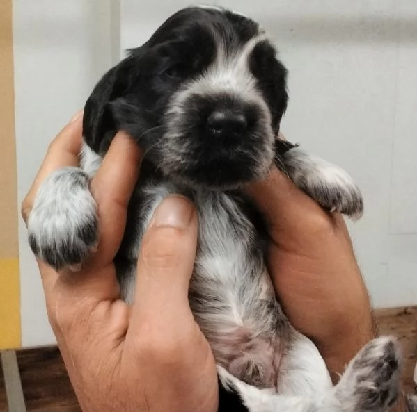 Cocker Spaniel Inglese Blu Roano cucciolo  | Foto 3