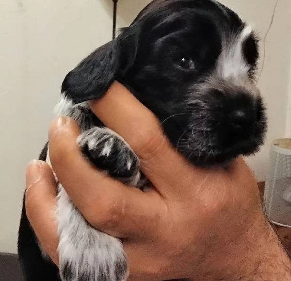 Cocker Spaniel Inglese Blu Roano cucciolo 