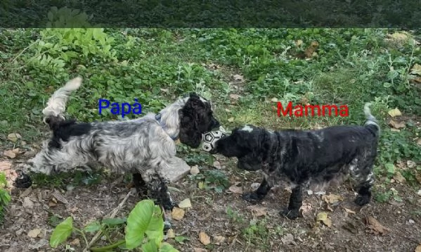 Cocker Spaniel Inglese Blu Roano cucciolo  | Foto 2