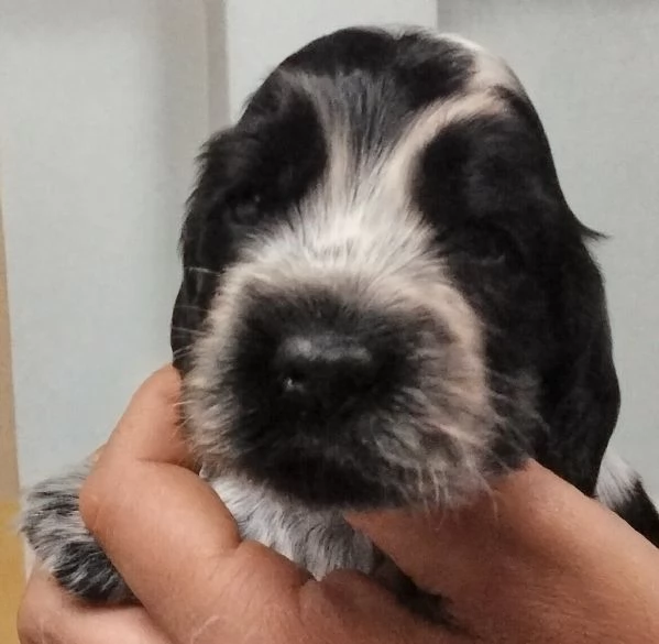 Cocker Spaniel Inglese Blu Roano cucciolo  | Foto 1