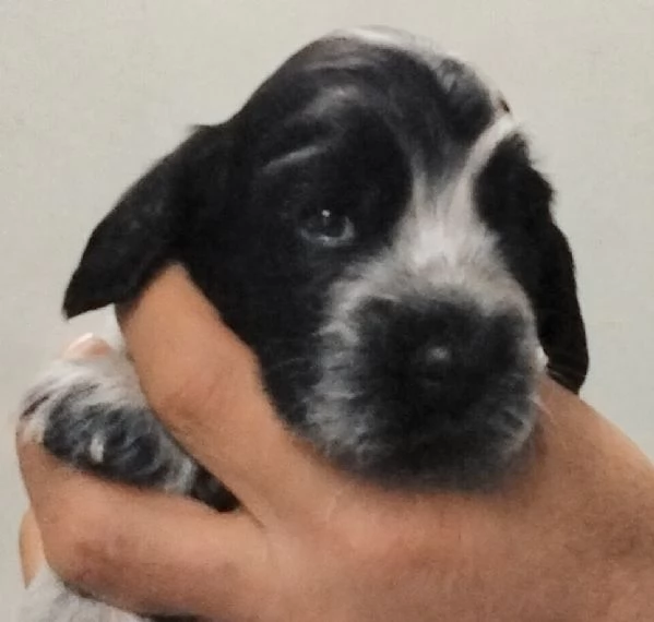 Cocker Spaniel Inglese Blu Roano cucciolo  | Foto 0
