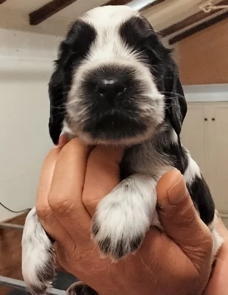 Cucciolo di Cocker Spaniel Inglese Blu Roano 