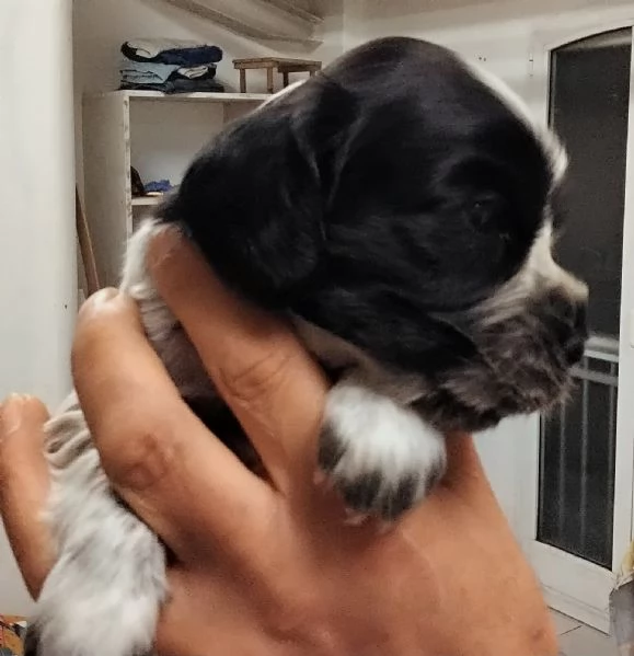 Cucciolo di Cocker Spaniel Inglese Blu Roano  | Foto 2