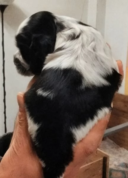 Cucciolo di Cocker Spaniel Inglese Blu Roano  | Foto 1
