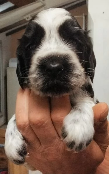 Cucciolo di Cocker Spaniel Inglese Blu Roano  | Foto 0
