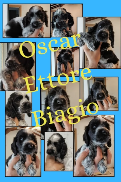 Cuccioli cocker spaniel inglese Blu roano 