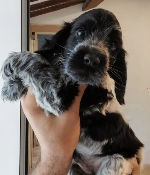 Cuccioli cocker spaniel inglese Blu roano  | Foto 6