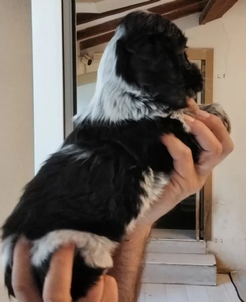 Cuccioli cocker spaniel inglese Blu roano  | Foto 5