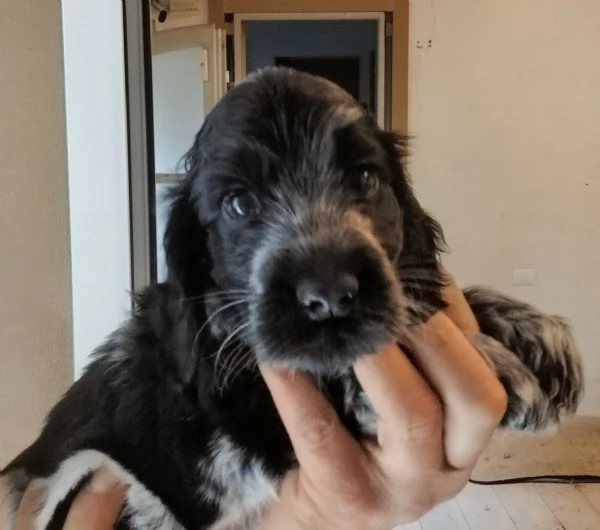 Cuccioli cocker spaniel inglese Blu roano  | Foto 4