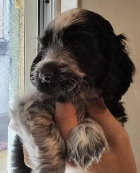 Cuccioli cocker spaniel inglese Blu roano  | Foto 3