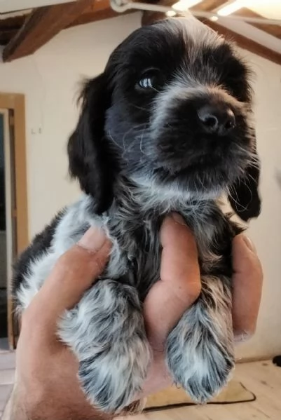 Cuccioli cocker spaniel inglese Blu roano  | Foto 1