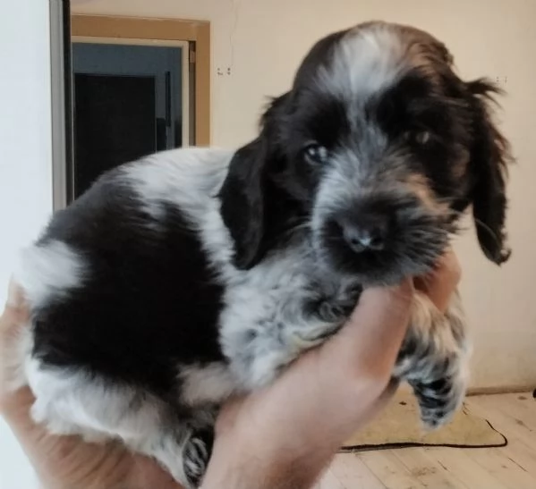 Cuccioli cocker spaniel inglese Blu roano  | Foto 0