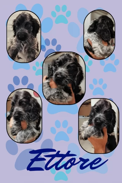 Cuccioli cocker spaniel inglese Blu roano  | Foto 4