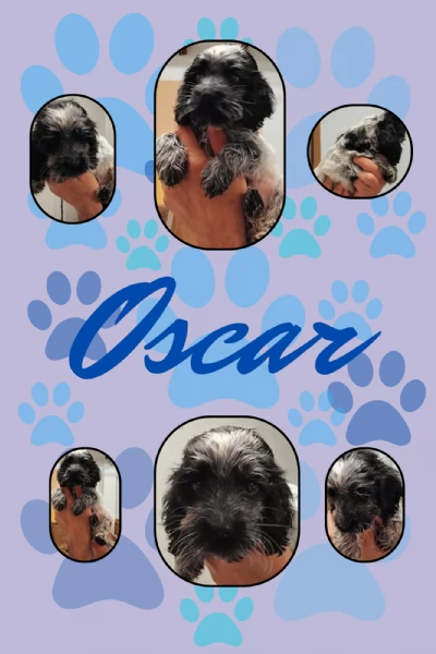 Cuccioli cocker spaniel inglese Blu roano  | Foto 3