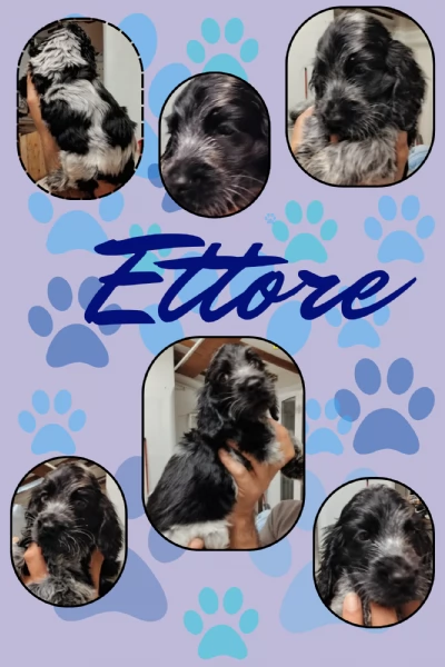 Cuccioli cocker spaniel inglese Blu roano  | Foto 2