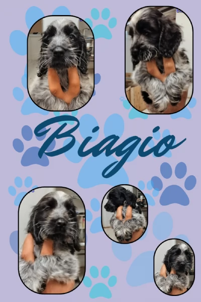 Cuccioli cocker spaniel inglese Blu roano 