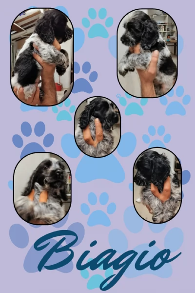 Cuccioli cocker spaniel inglese Blu roano  | Foto 0