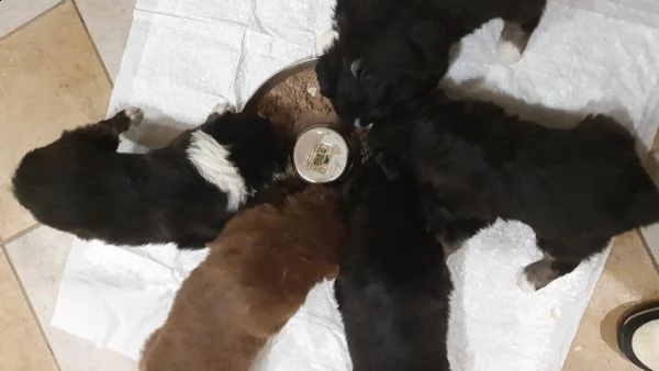cuccioli pastore australiano 
