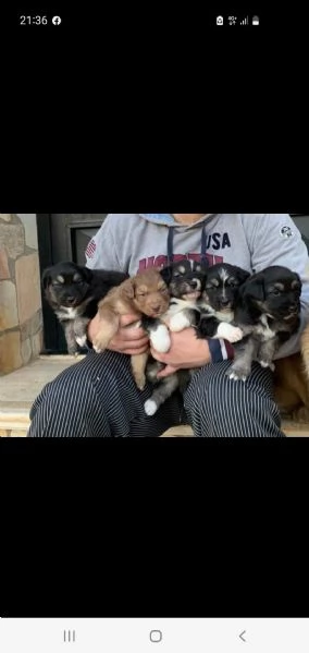 cuccioli pastore australiano  | Foto 1