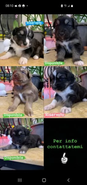 cuccioli pastore australiano  | Foto 0