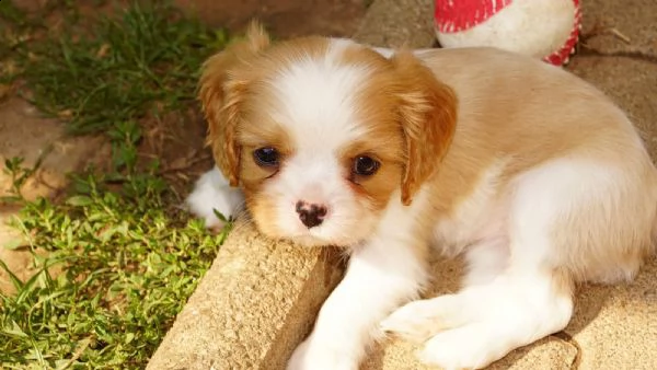 disponibili cuccioli cavalier king charles | Foto 0