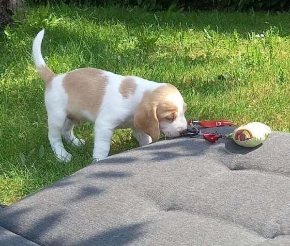 3 disponibili   cuccioli di beagle | Foto 6