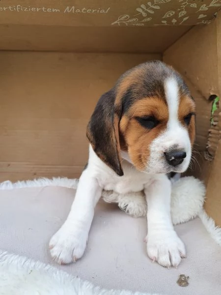 3 disponibili   cuccioli di beagle | Foto 5