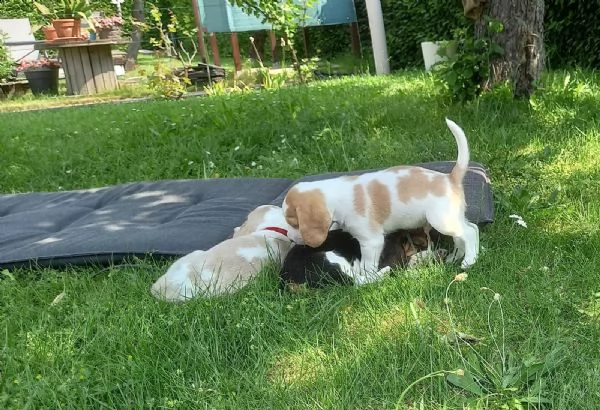 3 disponibili   cuccioli di beagle