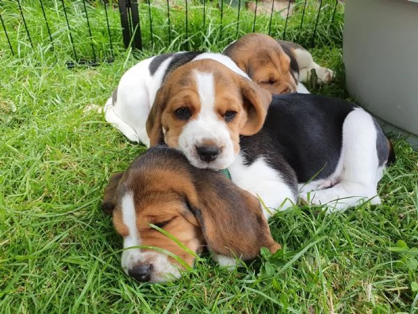 3 disponibili   cuccioli di beagle | Foto 4