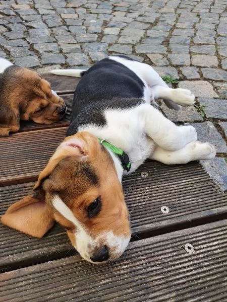 3 disponibili   cuccioli di beagle | Foto 3