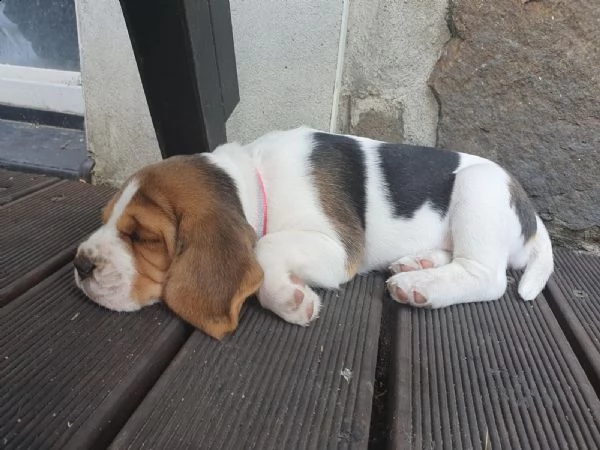 3 disponibili   cuccioli di beagle | Foto 0