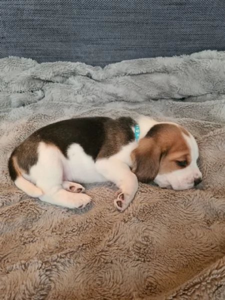 disponibilicuccioli di beagle | Foto 4