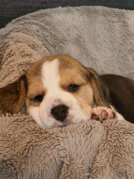 disponibilicuccioli di beagle | Foto 3