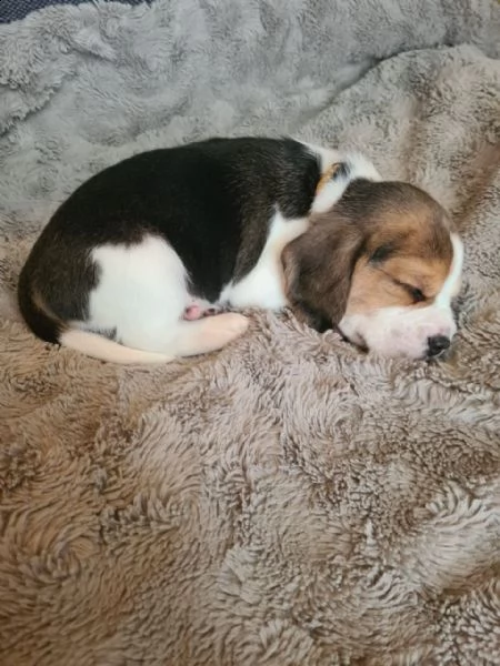 disponibilicuccioli di beagle | Foto 2