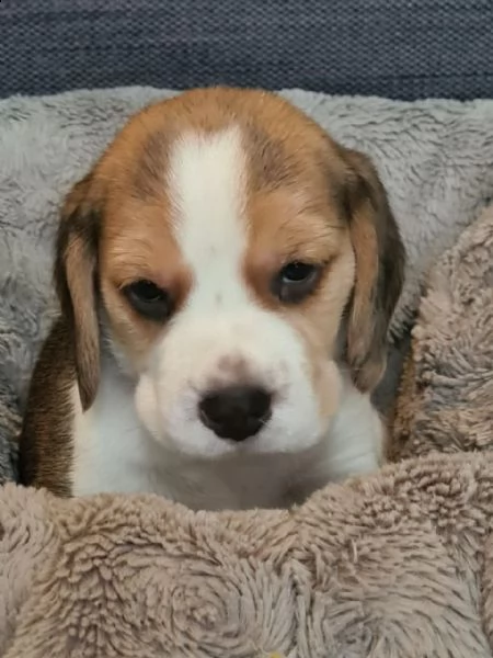 disponibilicuccioli di beagle | Foto 0