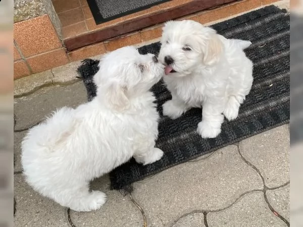 disponibili cuccioli maltesi toy | Foto 5
