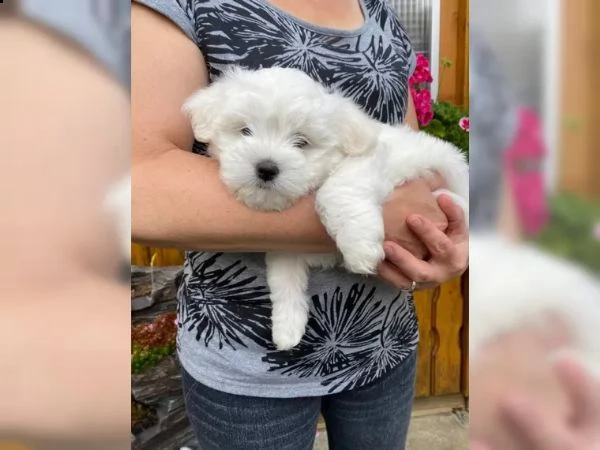 disponibili cuccioli maltesi toy | Foto 4